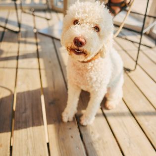 Ein lockiger weißer Hund mit aufmerksamen Augen auf einer Terrasse. 