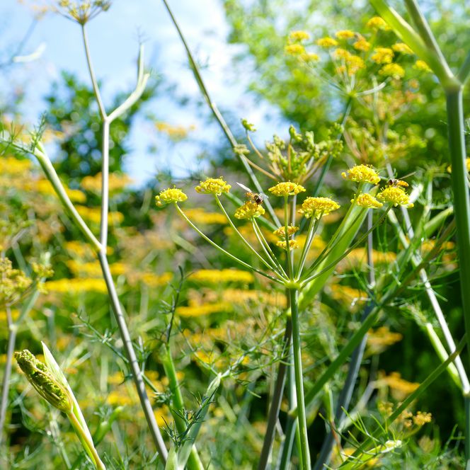 Blühender Fenchel mit gelben Dolden und Fliege bei Sonnenlicht