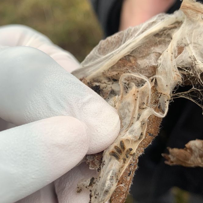 Goldafter-Eier in Gespinst auf trockenem Blatt