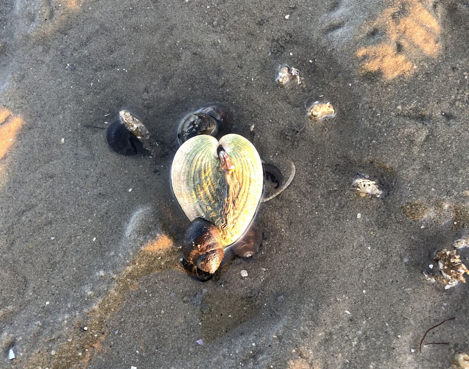 Wattenmeer: Einzigartige Ökologie und Naturschutz