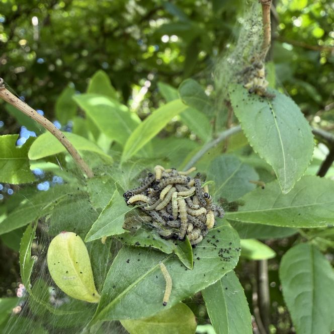Mehrere Raupen der Gespinstmotte in einem Gespinst auf Blättern eines Pfaffenhütchens.