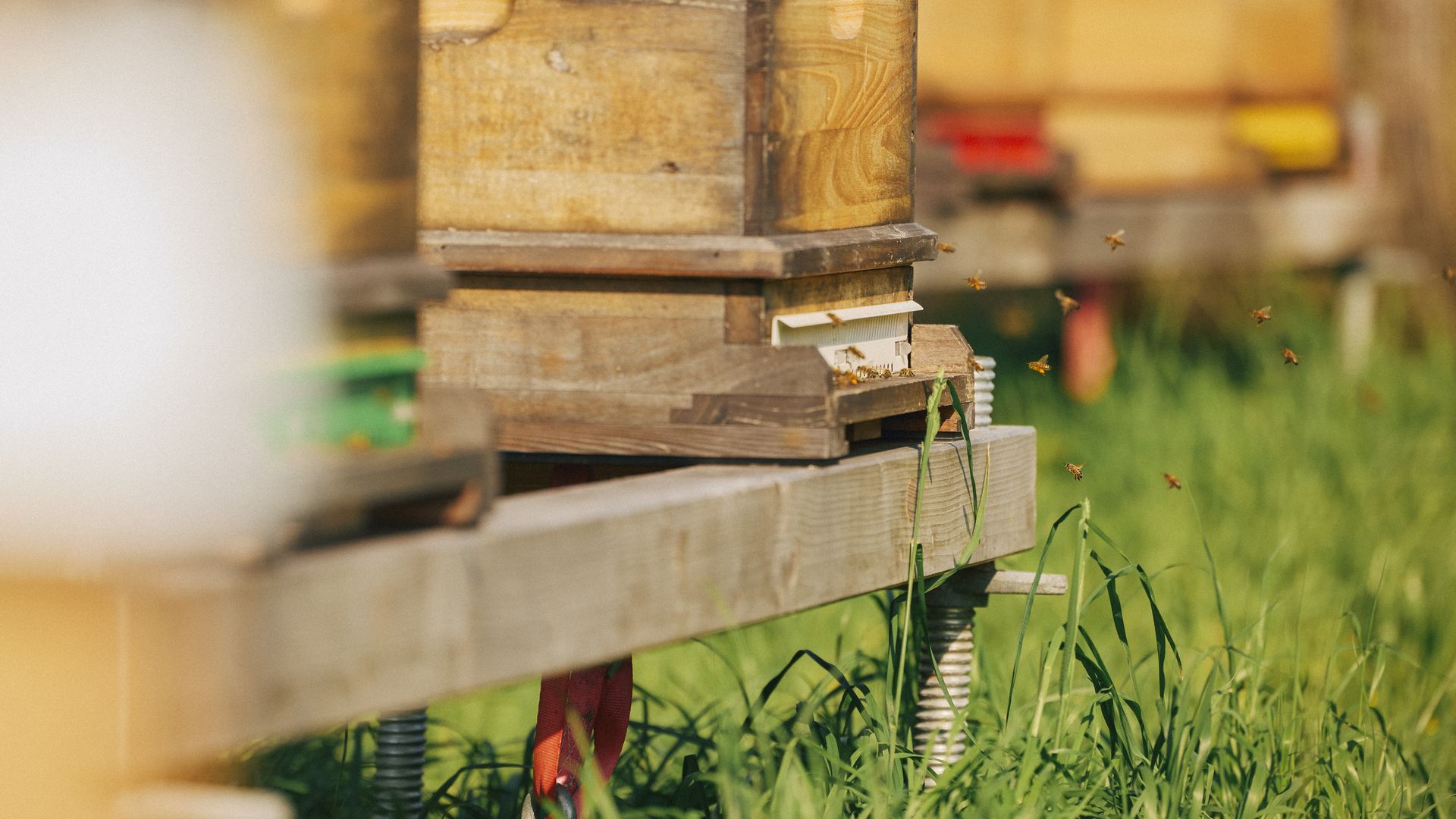 Bienen fliegen aus einem Bienenstock, Gras wächst darum. 