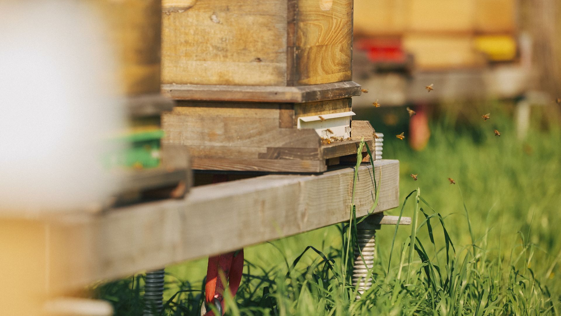 Bienen fliegen aus einem Bienenstock, Gras wächst darum. 