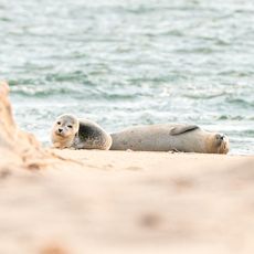 Zwei Seehunde liegen am Sylter Strand, einer schaut neugierig, der andere ruht entspannt.