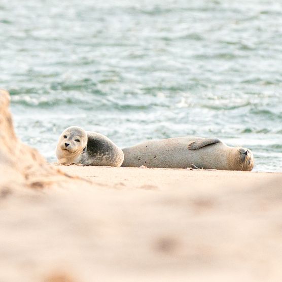 Zwei Seehunde liegen am Sylter Strand, einer schaut neugierig, der andere ruht entspannt.