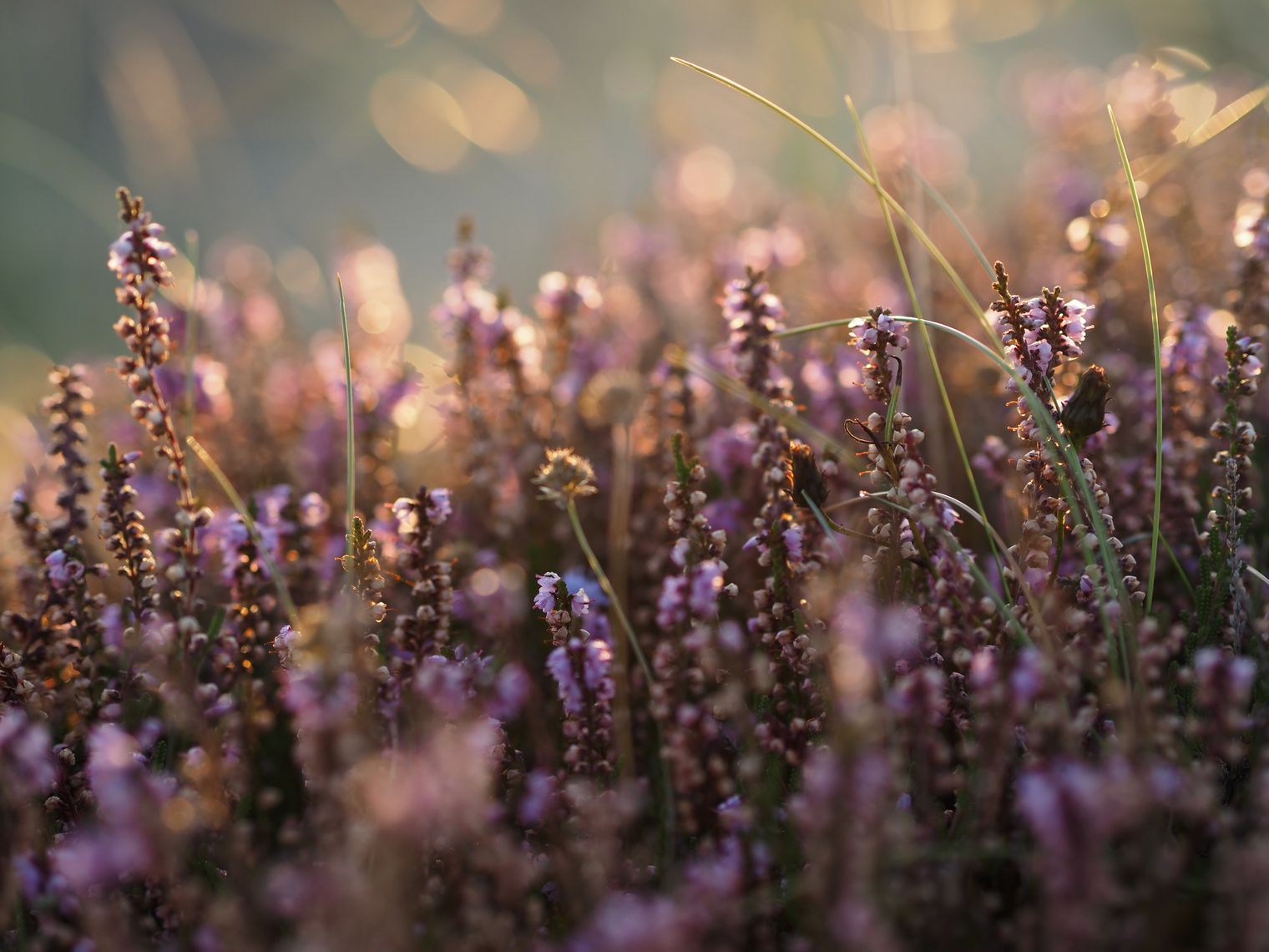 Nahaufnahme von lila Heideblüten im Sonnenlicht.