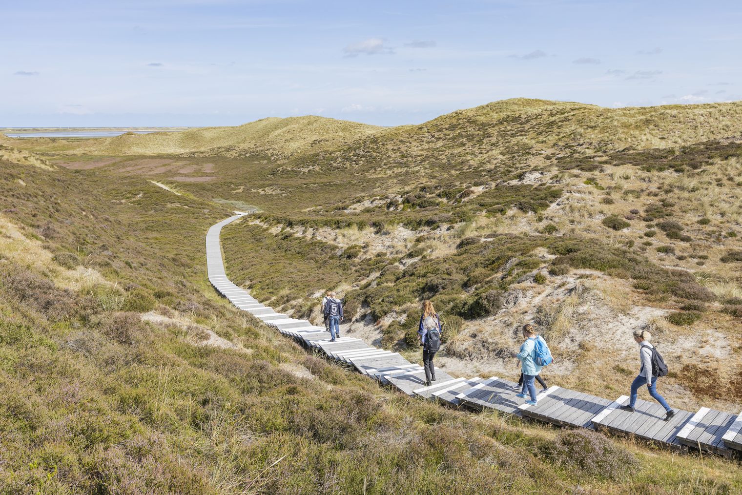Wanderer auf einem Holzweg durch die Heidelandschaft in den Dünen von List.