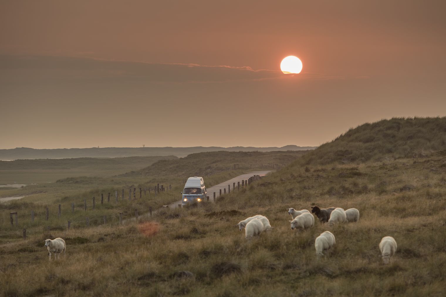 Schafe auf Dünenwiese, VW-Bulli und Sonnenuntergang am Ellenbogen.
