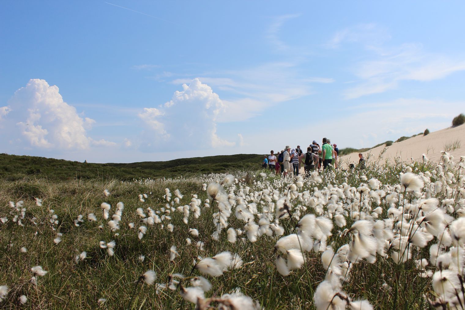 Gruppe wandert durch Dünenlandschaft mit blühendem Wollgras auf Sylt.
