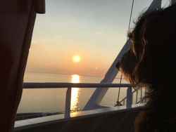 Hund auf einer Fähre vor einem goldenen Sonnenuntergang über dem Wasser