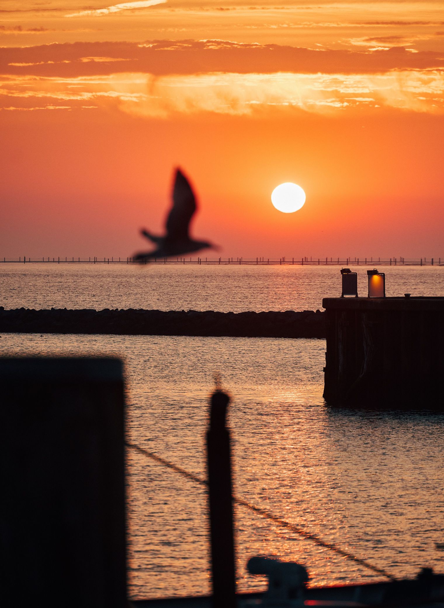 Sonnenuntergang am Meer mit fliegender Möwe im Vordergrund