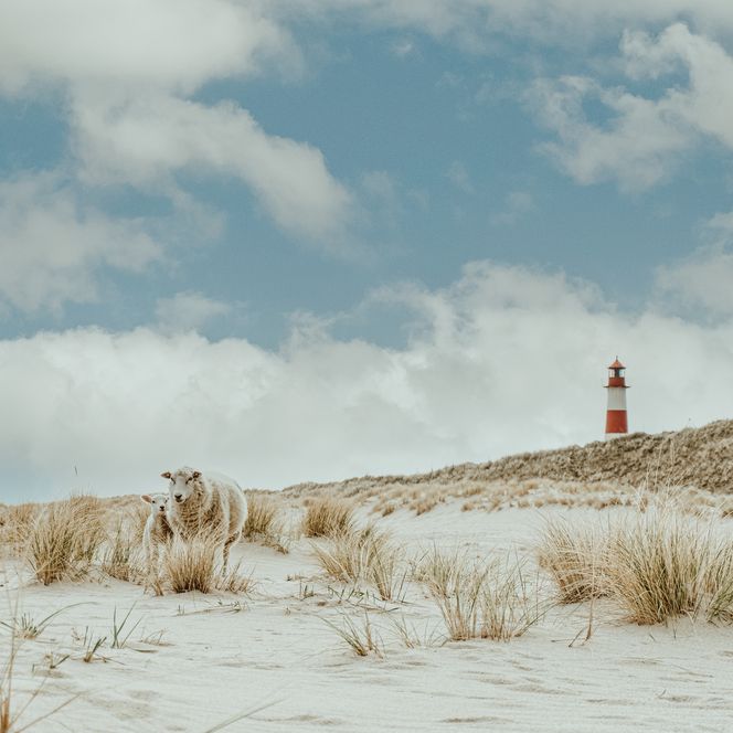 Schafe in den Dünen von Sylt mit dem Leuchtturm Ellenbogen im Hintergrund.