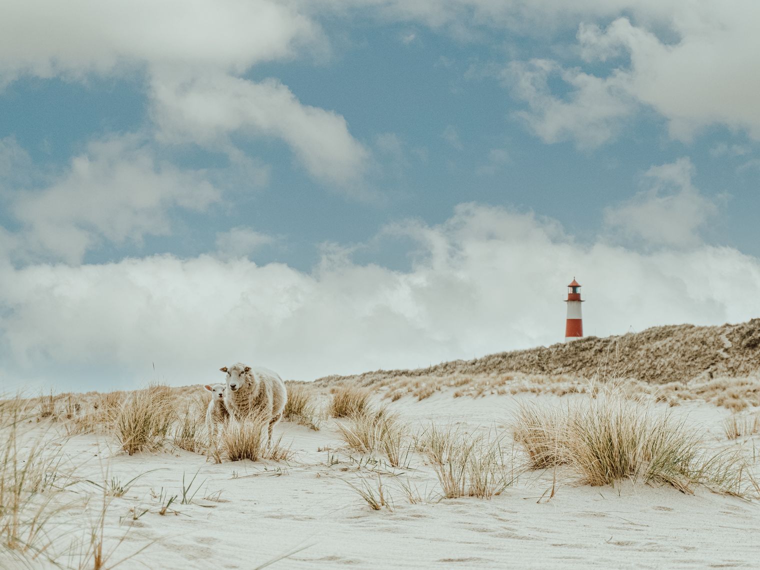 Schafe in den Dünen von Sylt mit dem Leuchtturm Ellenbogen im Hintergrund.