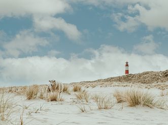 Schafe in den Dünen von Sylt mit dem Leuchtturm Ellenbogen im Hintergrund.