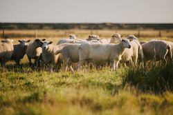 Eine Gruppe von Schafen auf einer grünen Wiese. 