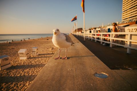 Möwe auf der Promenade mit Blick auf den Strand und das Meer. 
