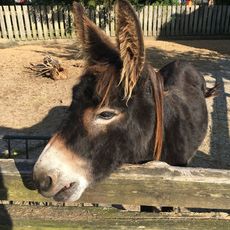Esel im Tierpark Tinnum