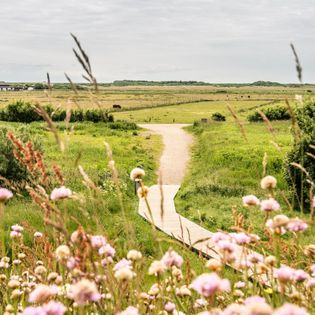 Bohlenweg durch grüne Landschaft bei der Tinnumburg mit blühenden Wildblumen im Vordergrund.