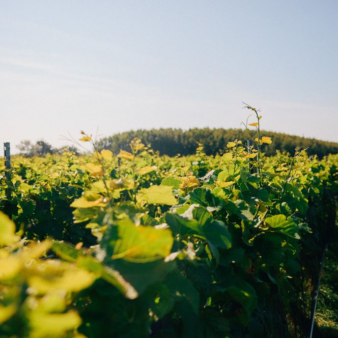 Grüner Weinberg mit Reben unter blauem Himmel