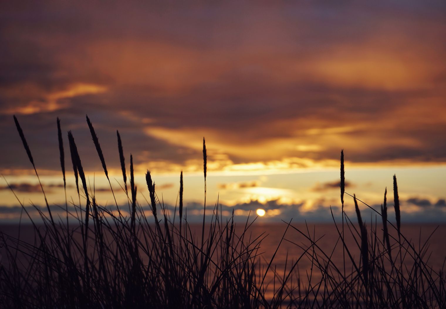 Dünengras im Sonnenuntergang vor einem gelb-orange leuchtenden Himmel und dem Meer.