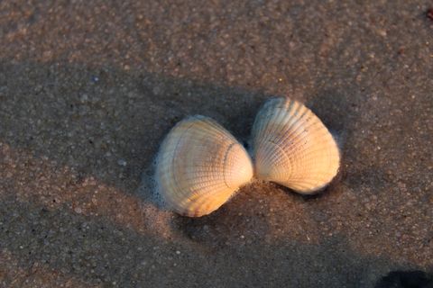 Herzmuschel geöffnet im Sand, von Sonnenlicht angestrahlt