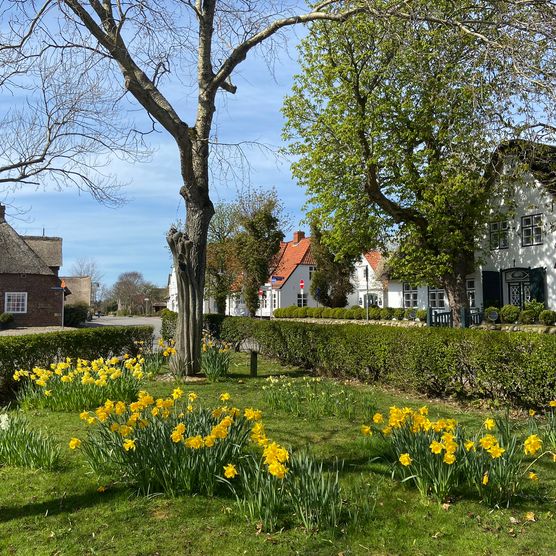 Blühende Narzissen am Gurtstig vor historischen Häusern in Keitum