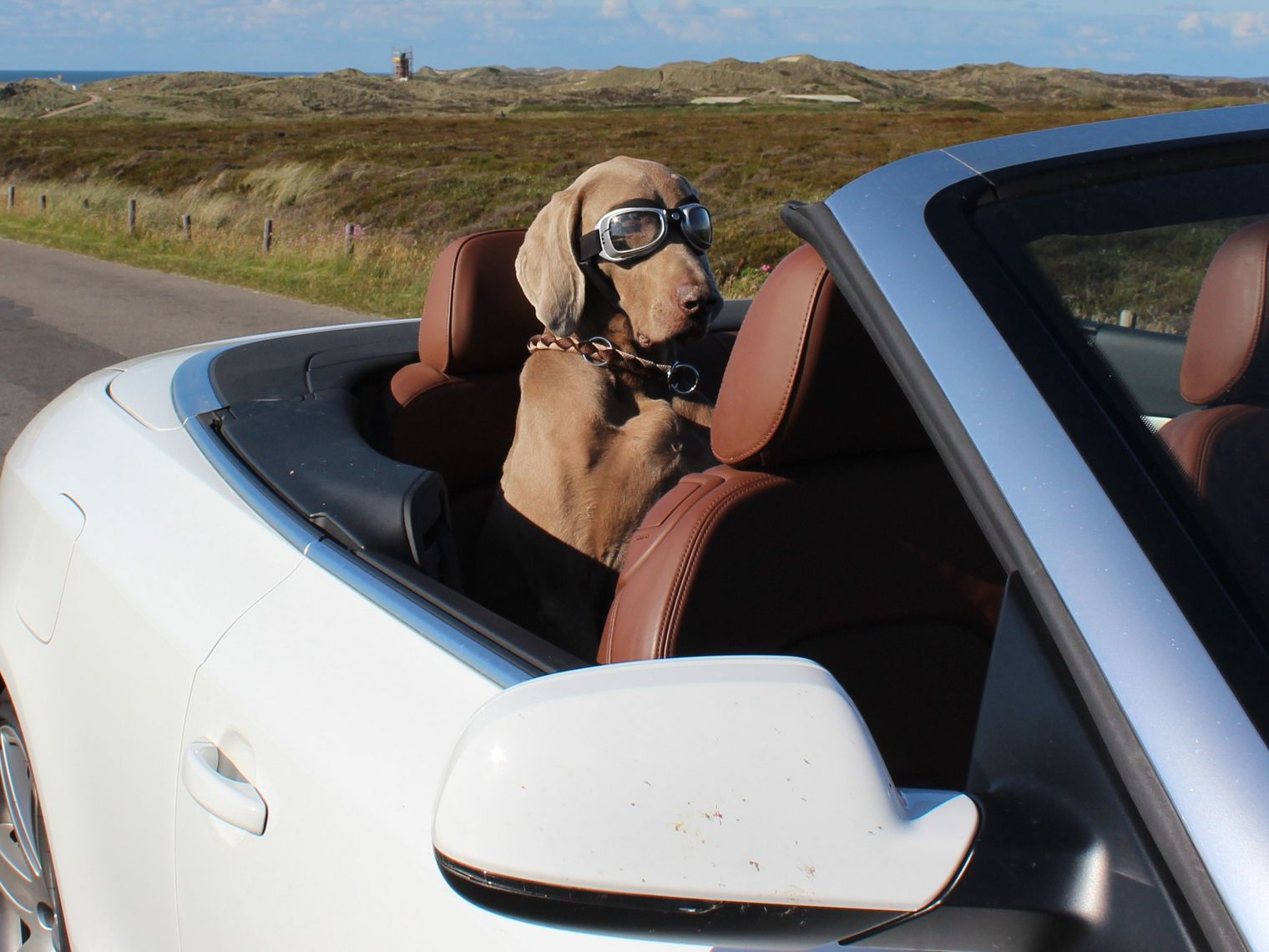 Grauer Hund mit Fliegerbrille in einem weißen Cabrio vor Dünenlandschaft und blauem Himmel.
