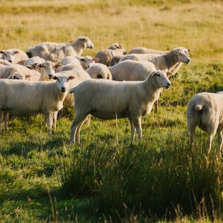 Eine Gruppe Schafe auf einer grünen Wiese, einige blicken in die Kamera.