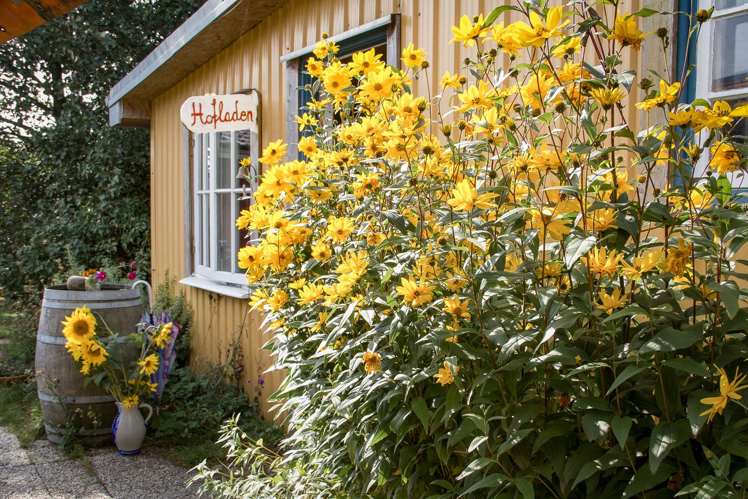 Eingangsbereich zum Hofladen mit gelben Blumen