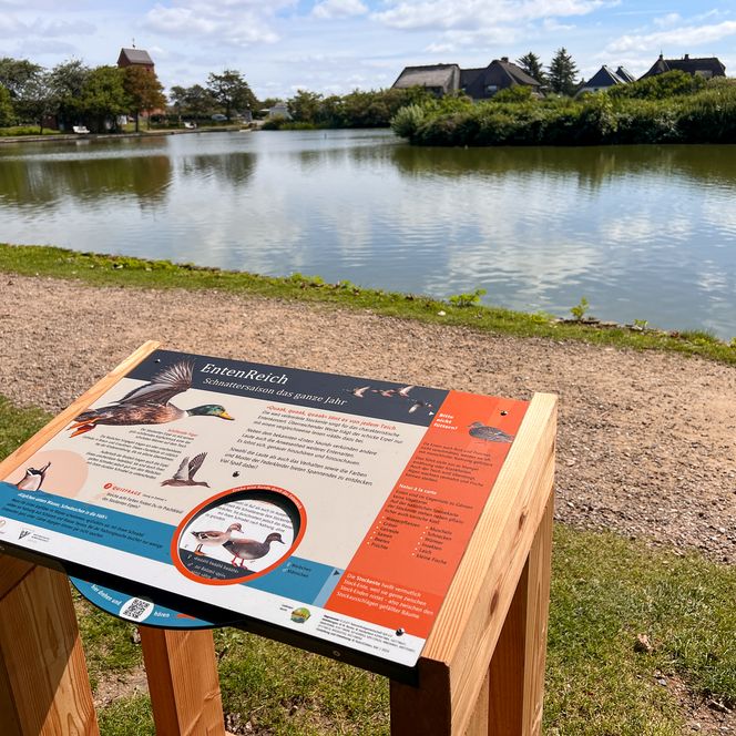 Informationstafel über Enten am Dorfteich