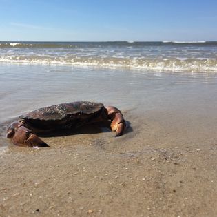 Großer Krebs im flachen Wasser am Nordseestrand bei Sonnenschein