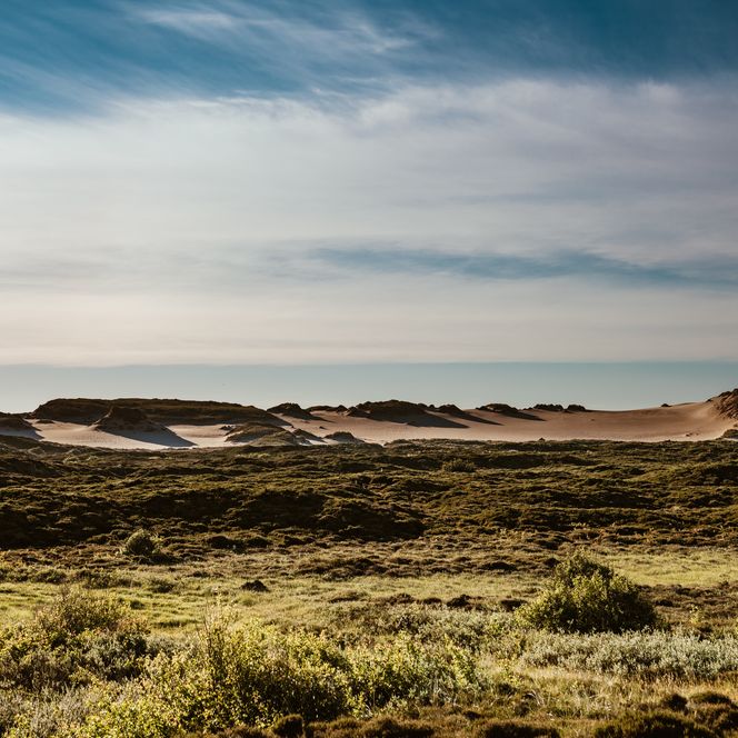 Heidelandschaft mit Blick auf helle Sanddünen bei List.