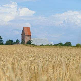 Blick über goldenes Getreidefeld zur Kirche am Horizont