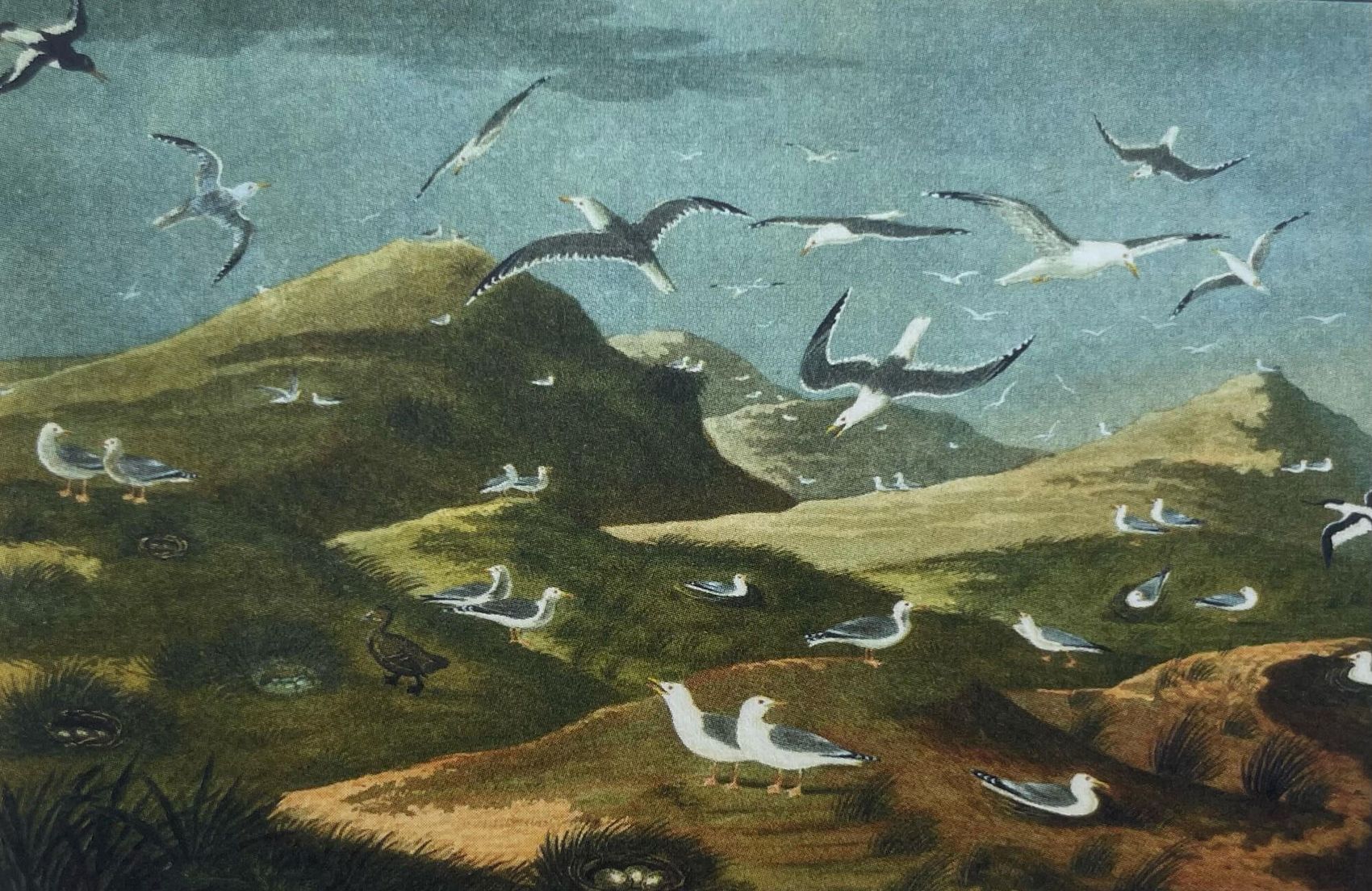 Johann Friedrich Naumann gehörte Anfang des 19. Jahrhunderts zu den Künstlern, die sich für die Sylter Natur begeisterten.