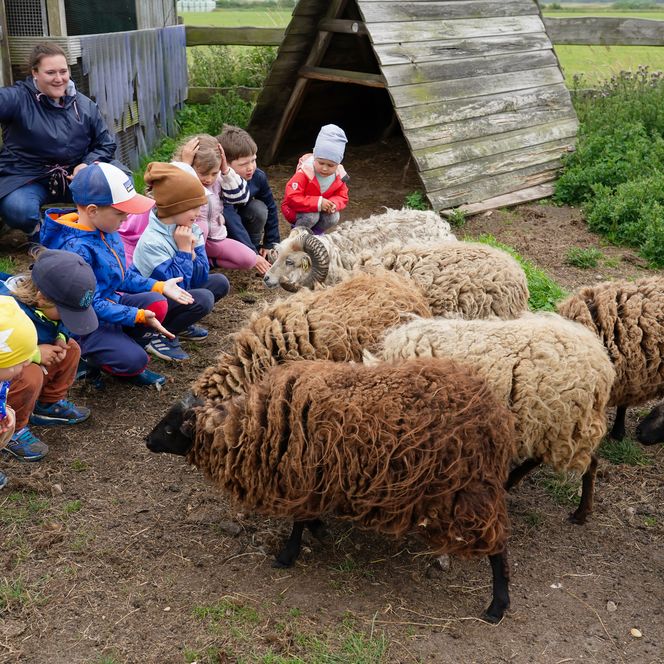 Kinder streicheln Schafe