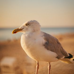 Möwe auf der Promenade mit Blick auf den Strand und das Meer. 