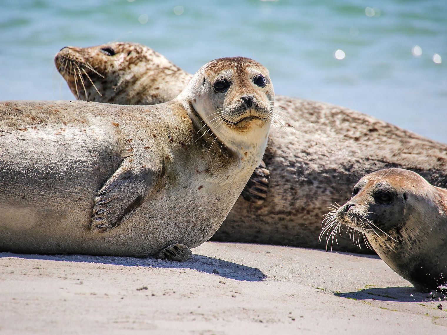 Drei Kegelrobben ruhen am Strand am Meer