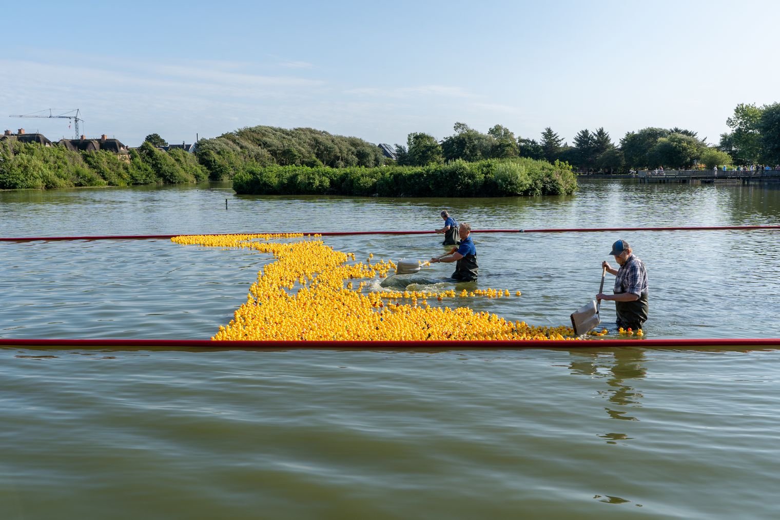 Männer sammeln beim Entenrennen gelbe Plastikenten im Dorfteich von Wenningstedt.