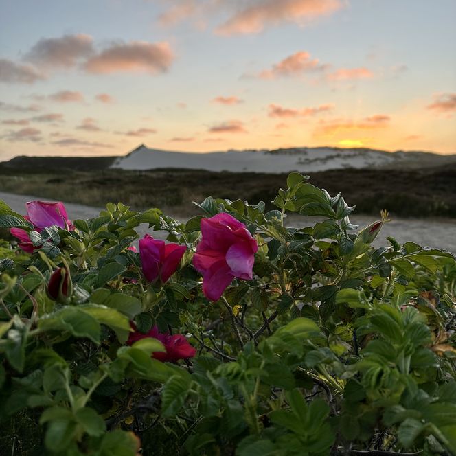 Heckenrose vor Dünenlandschaft bei Sonnenuntergang auf Sylt.
