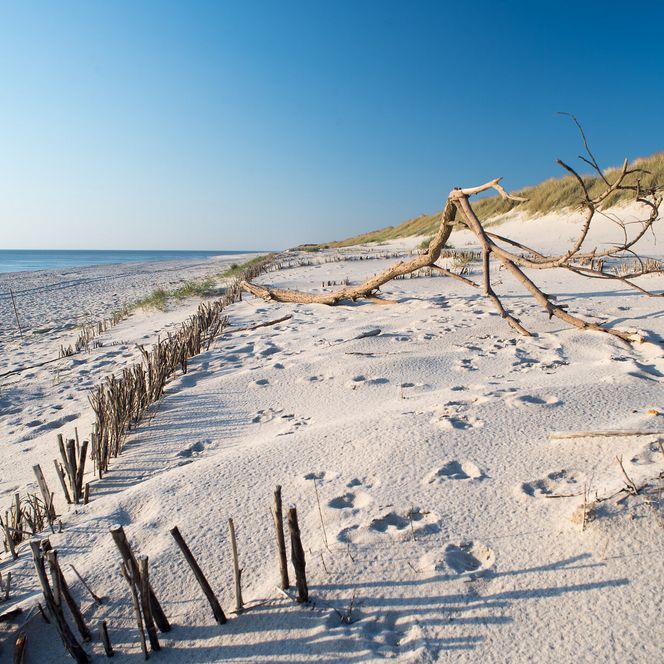 Ruhiger Sandstrand mit Dünen, Treibholz und Blick aufs Meer bei klarem Himmel