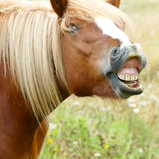 Braunes Pony mit heller Mähne zeigt Zähne beim Grasen