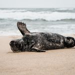 Eine Kegelrobbe am Sylter Strand