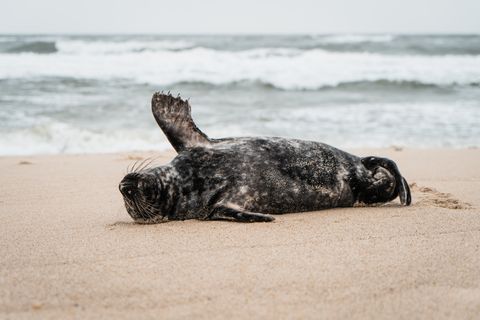 Eine Kegelrobbe am Sylter Strand