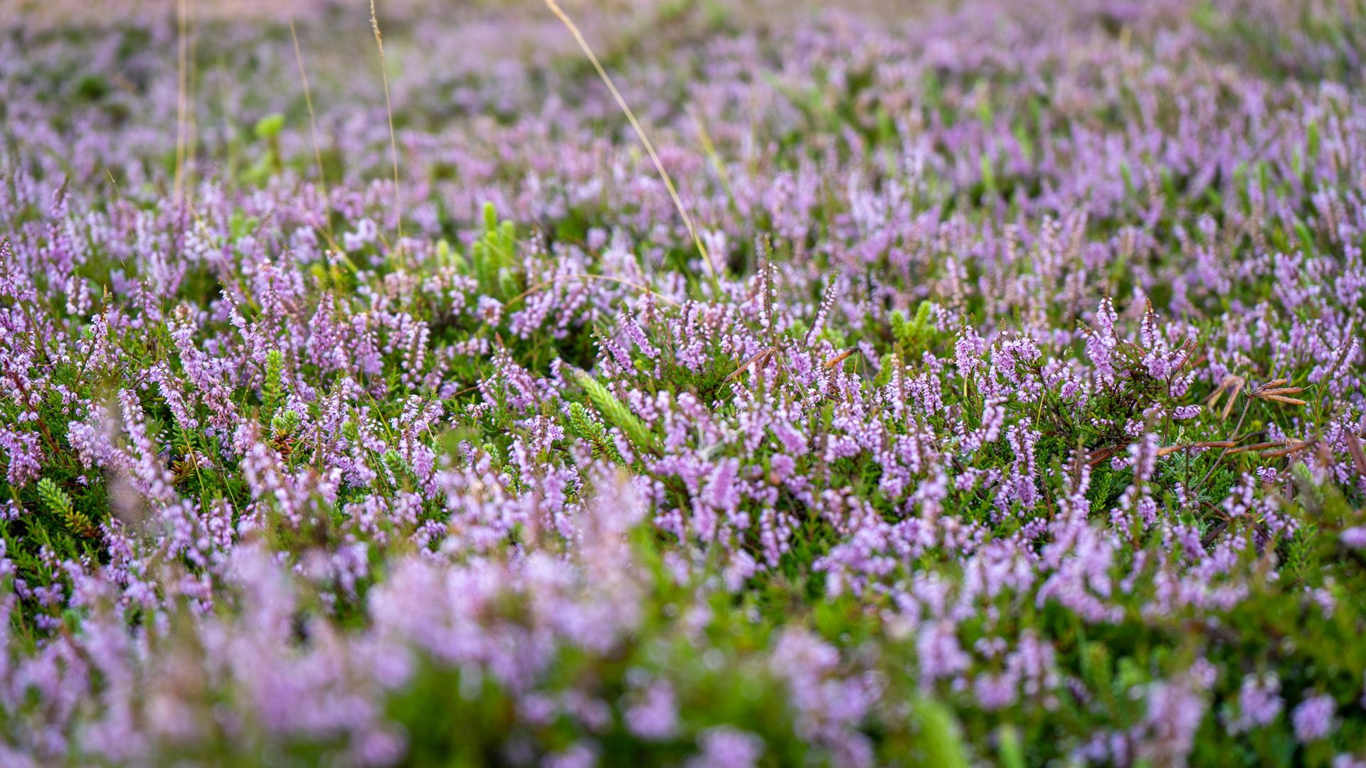 Heideblüten in der Braderuper Heide