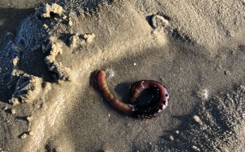 Wattwurm liegt sichtbar auf feuchtem Sand im Wattenmeer