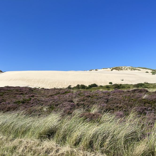 Violette Heide vor heller Wanderdüne unter blauem Himmel auf Sylt.