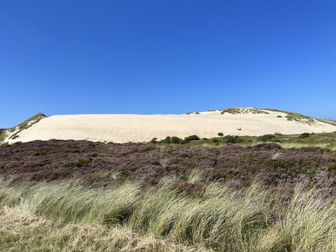 Violette Heide vor heller Wanderdüne unter blauem Himmel auf Sylt.