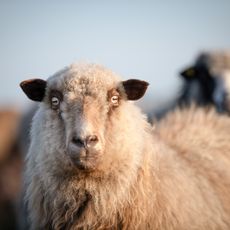 Nahaufnahme eines Schafs mit heller Wolle und intensiven Augen.
