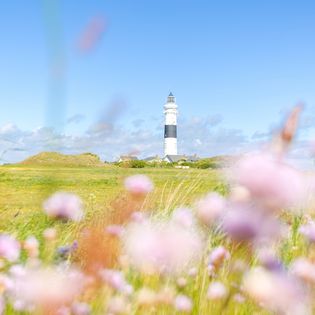 Leuchtturm Kampen mit blühender Frühlingswiese im Vordergrund unter blauem Himmel.