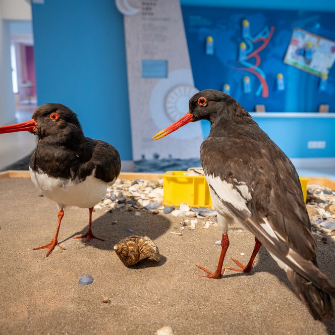 zwei ausgestopfte Vögel auf einer Ausstellungsfläche im Naturzentrum Braderup